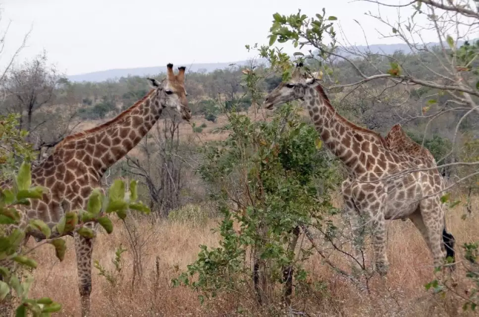 kruger-national-park